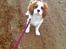 Cavalier king charles spaniel Victor
