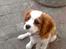 Cavalier king charles spaniel Victor
