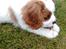 Cavalier king charles spaniel Victor