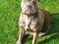 Staffordshire bull terrier Herman