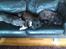Staffordshire bull terrier Herman