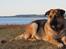 Schæferhund Luka - Våd pels!xc nårh lige meget jeg bhar fundet en pind!:D