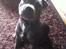 Staffordshire bull terrier Herman