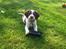 Engelsk springer spaniel Thor