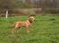 Labrador retriever Kalli - kennel midtlab Dakota - 12 uger og lækker!