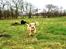 Labrador retriever Kalli - kennel midtlab Dakota - 12 uger