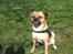 Blanding af racer Louis (R.IP) mops/dansk svensk gårdhund
