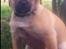 Blanding af racer Louis (R.IP) mops/dansk svensk gårdhund