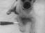 Blanding af racer Louis (R.IP) mops/dansk svensk gårdhund