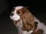 Cavalier king charles spaniel Victor