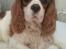 Cavalier king charles spaniel Victor