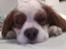Cavalier king charles spaniel Victor