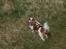Cavalier king charles spaniel Victor