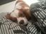 Cavalier king charles spaniel Victor