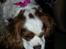 Cavalier king charles spaniel Victor
