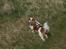 Cavalier king charles spaniel Victor