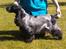 Cocker spaniel Diana - himmelhund - Diana 3½ år gammel..nu endelig sit gamle jeg med pels igen.