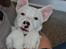 Jack russell terrier Viva