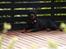 Rottweiler Fury vom hause Desteny (coco)