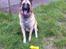 Blanding af racer Chico - 2014 - 05. maj - Chico med Bellas pivdyr