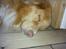 Nova scotia duck tolling retriever Red Dream's Chang Van Vito