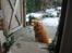 Nova scotia duck tolling retriever Red Dream's Chang Van Vito