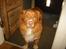Nova scotia duck tolling retriever Red Dream's Chang Van Vito