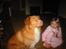 Nova scotia duck tolling retriever Red Dream's Chang Van Vito