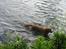 Nova scotia duck tolling retriever Red Dream's Chang Van Vito