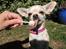 Chihuahua Emma