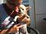 Chihuahua Emma