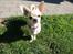 Chihuahua Emma