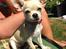Chihuahua Emma