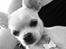 Chihuahua Emma