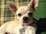 Chihuahua Emma