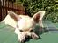 Chihuahua Emma