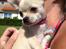 Chihuahua Emma