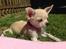Chihuahua Emma