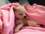 Chihuahua Emma