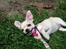 Chihuahua Emma