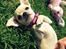 Chihuahua Emma