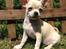 Chihuahua Emma