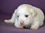 Løwchen Lions of Denmark WhiteWesper Denice *Ema* - 30 dage