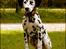 Dalmatiner Sir Toby