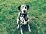 Dalmatiner Sir Toby