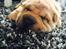 Shar pei Berta