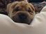 Shar pei Berta
