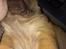 Shar pei Berta