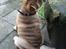 Shar pei Berta