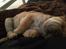 Shar pei Berta